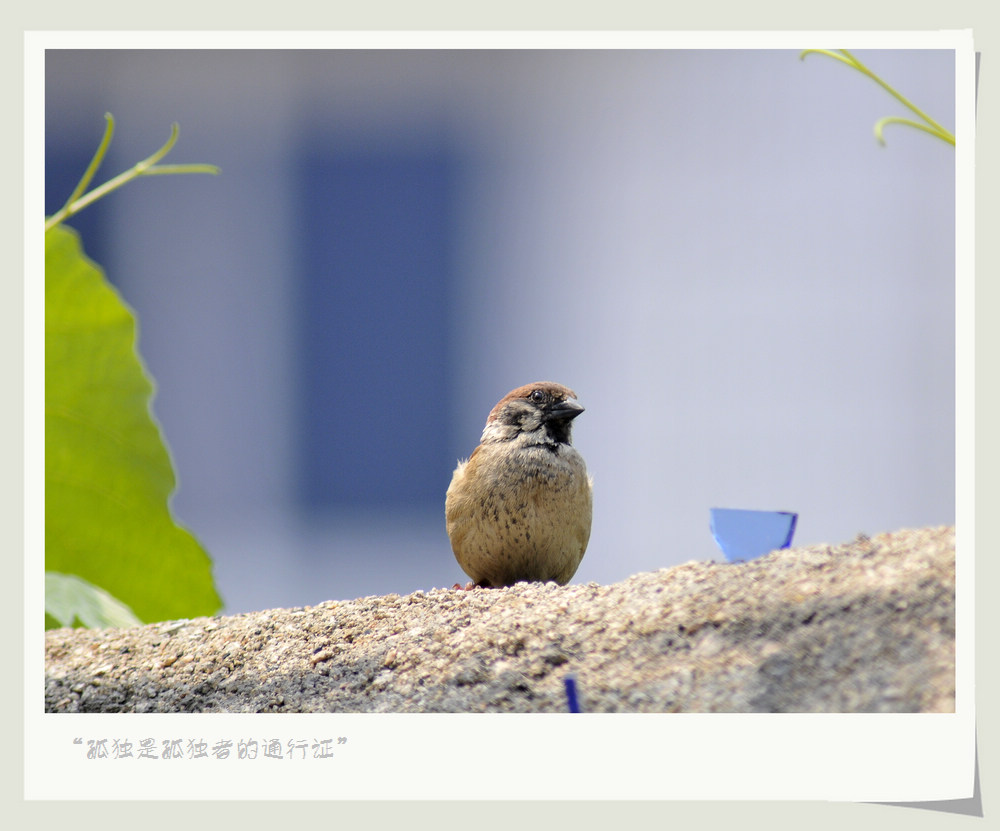 孤独 摄影 紫杜鹃