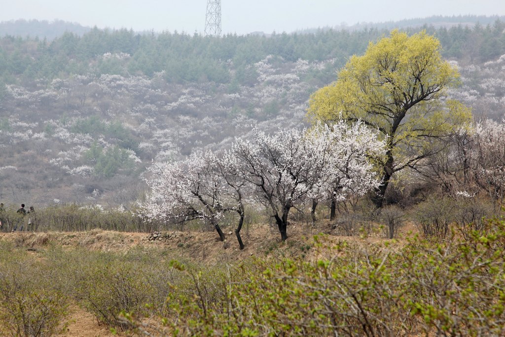 春之妙峰山 摄影 绿草黄沙