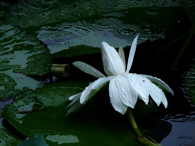 雨后睡莲 摄影 快乐之斿