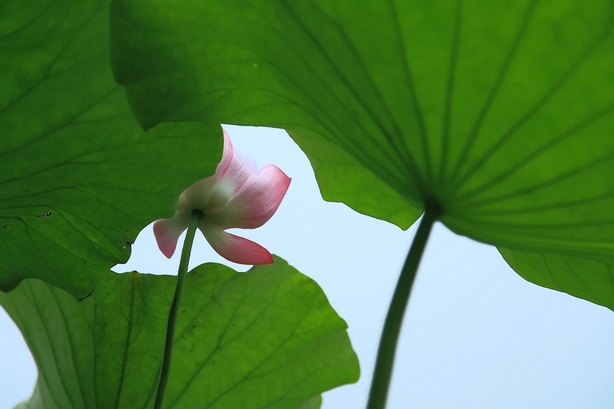 新荷依依 摄影 千里清秋