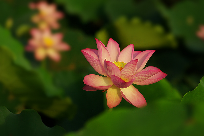 Lotus2011 摄影 andyliu1977