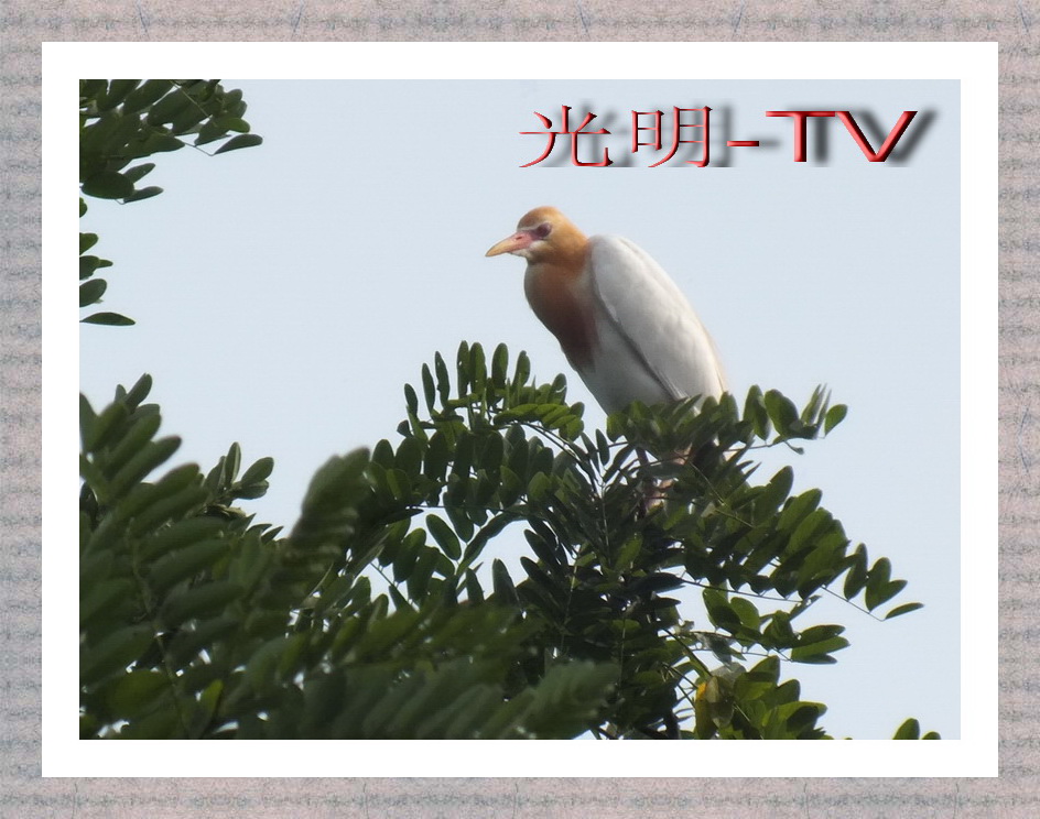 白鸳 摄影 光明tv