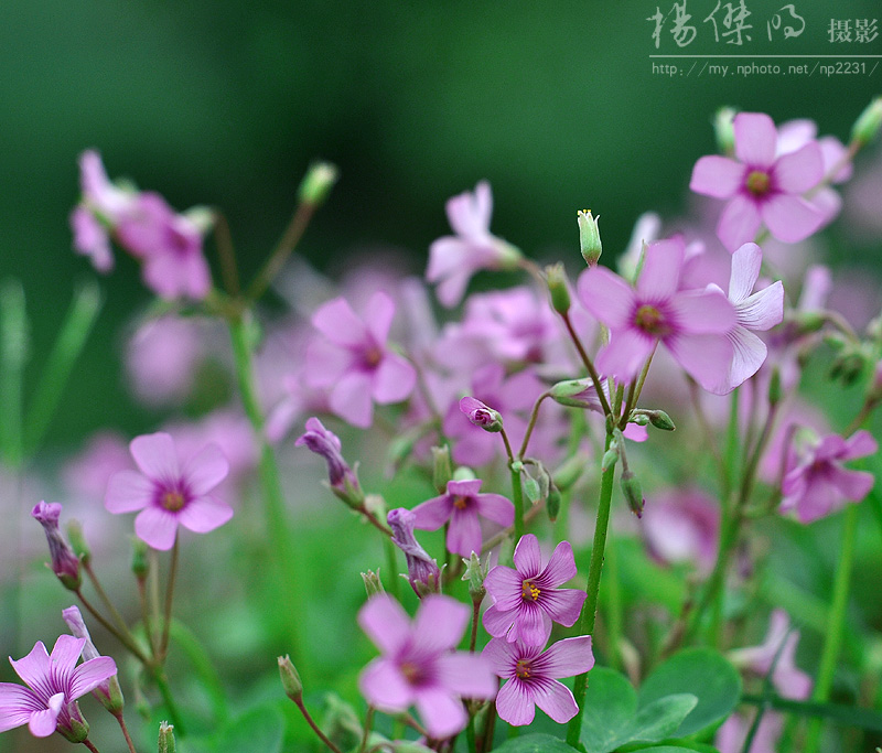 花之语 摄影 一鸣