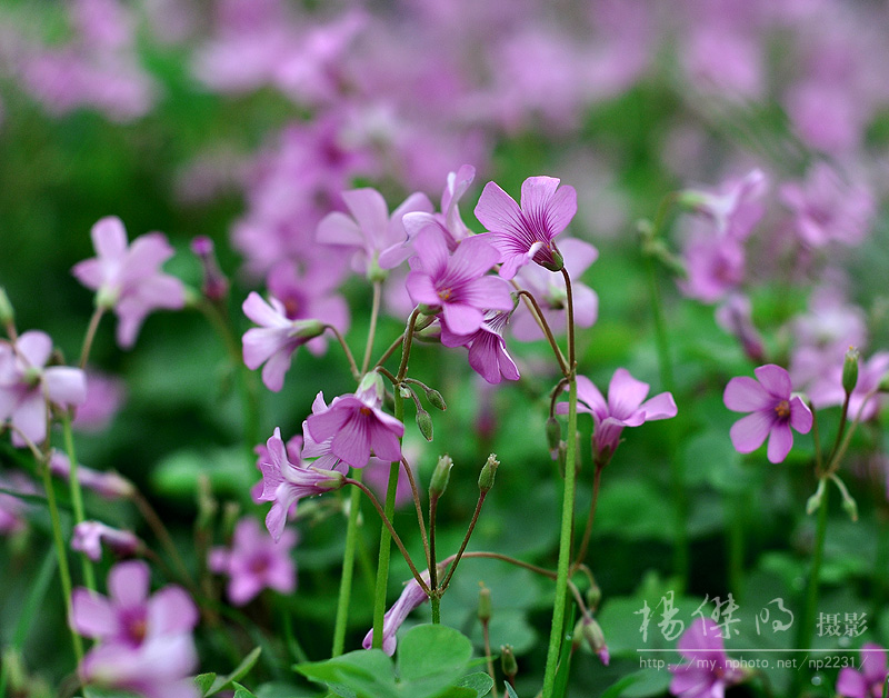 花之彩 摄影 一鸣