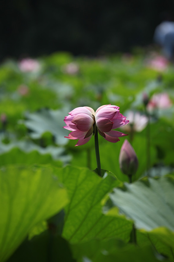 并蒂莲 摄影 森淼探求