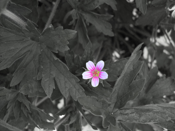 无名花 摄影 江边垂柳