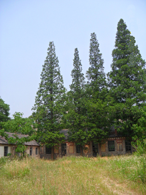 昔日的乡村小学校园 摄影 江边垂柳