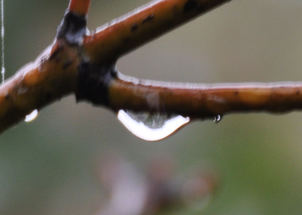 水珠 摄影 虎虎88