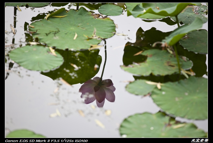 赏荷2011-3 摄影 北京老梁