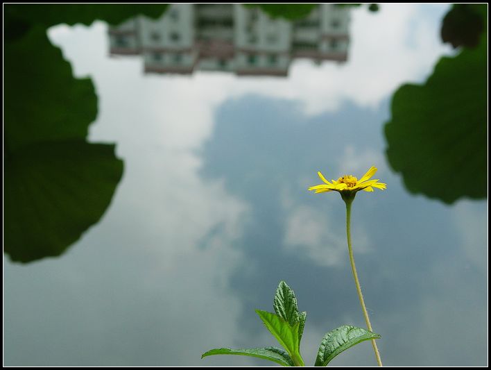 一朵野菊花 摄影 红棉