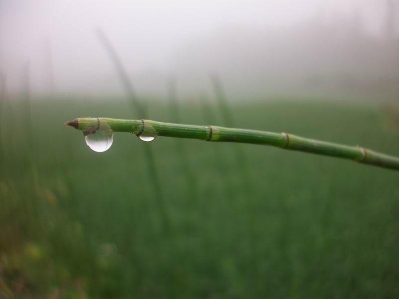 雨露 摄影 yshpp