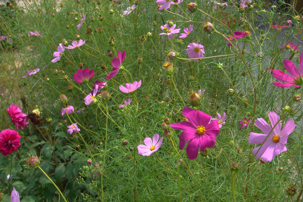 牧区野花 摄影 牧野2011