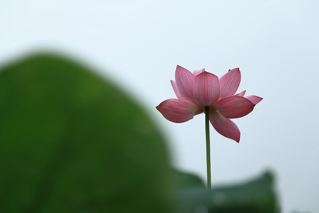 夏荷 摄影 千里清秋