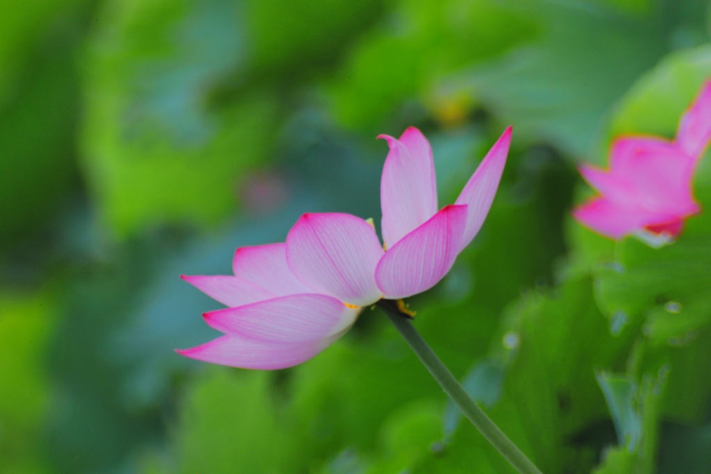 荷花 摄影 阳光先生