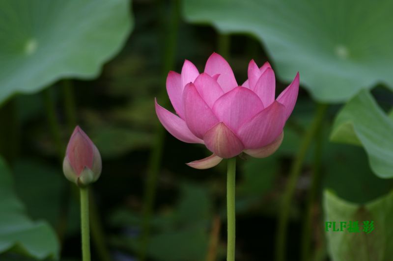 荷花 摄影 房摞房