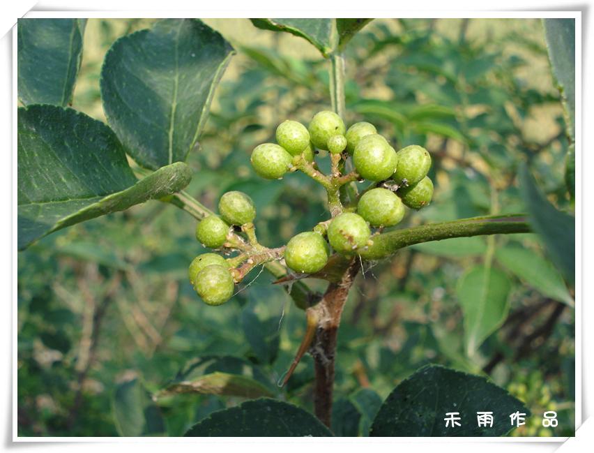 花椒 摄影 禾雨