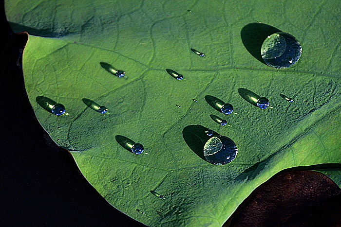 水珠1 摄影 冷香茶