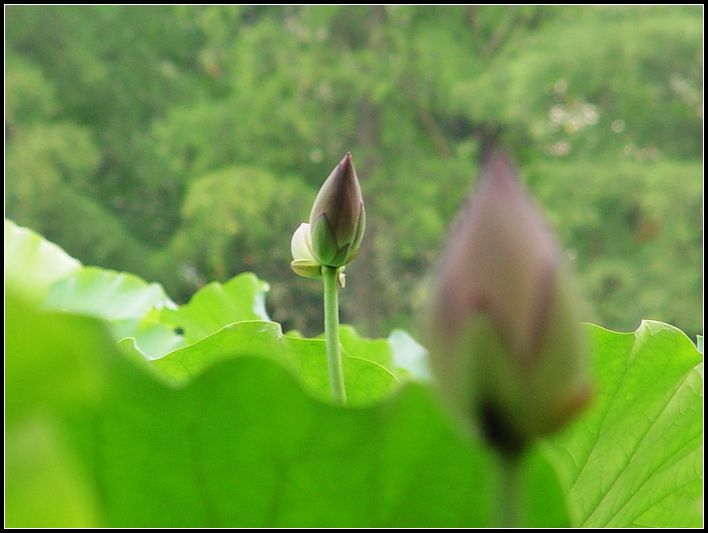 并蒂莲 摄影 红棉