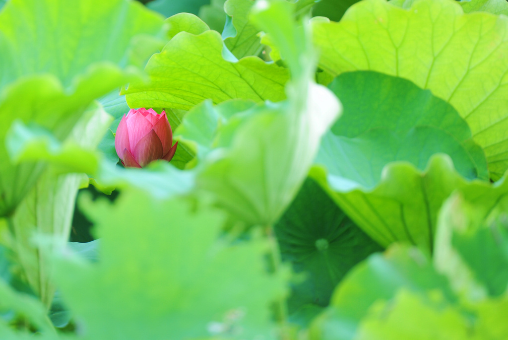 异龙湖 荷花 摄影 阳光先生