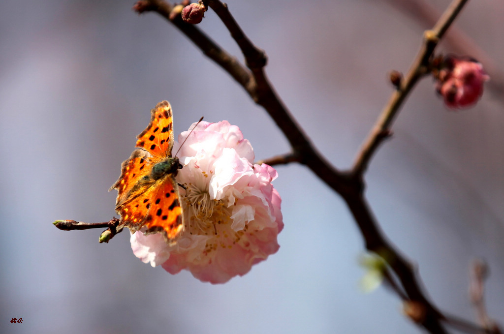 一朵桃花 摄影 牧野2011