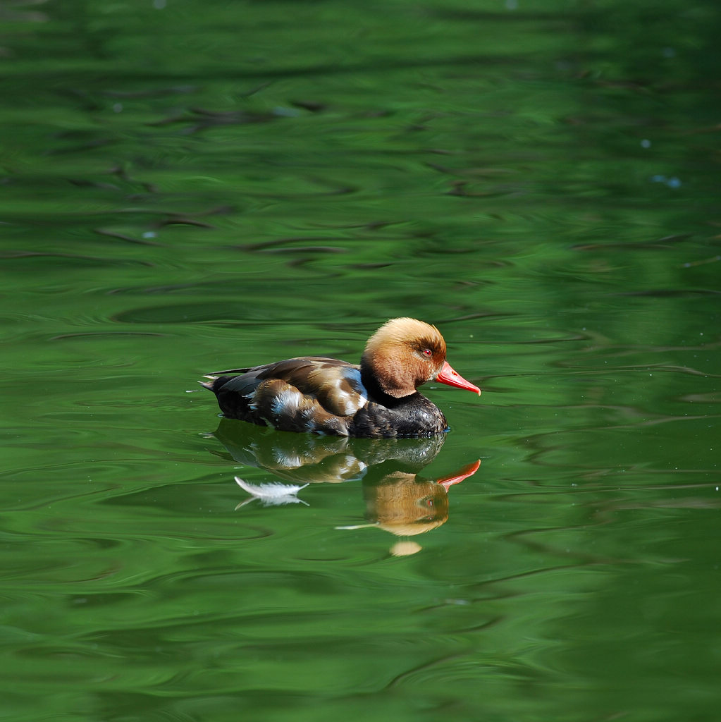 D80+300F2.8试用样片 摄影 NH5