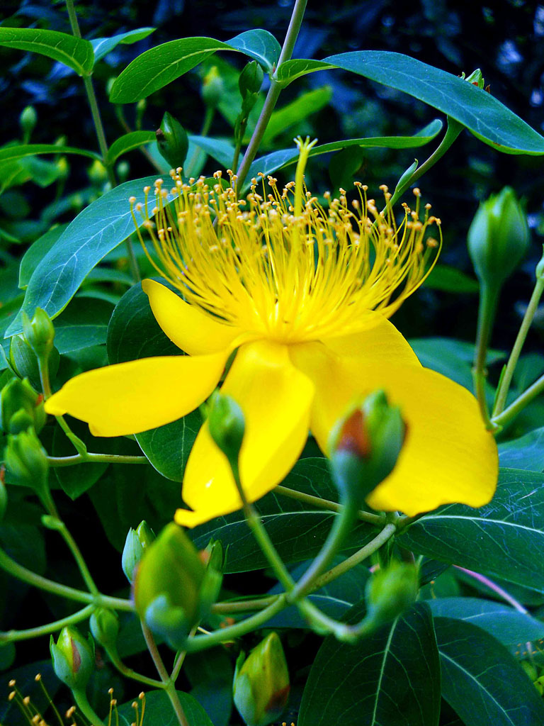 花蕊 摄影 慕名花开