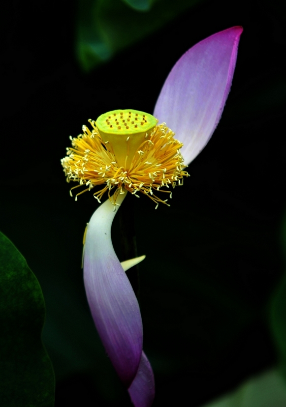 荷花2 摄影 yanxiaohua