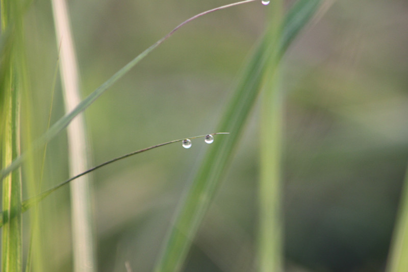 雨露 摄影 天问2010