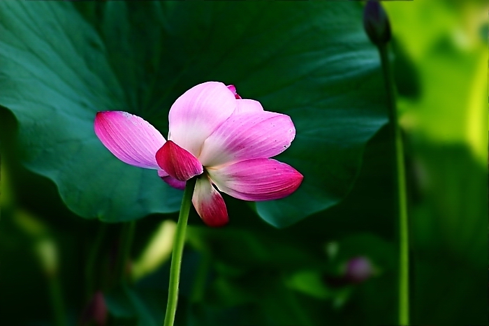 夏日·荷花 摄影 我摄我思