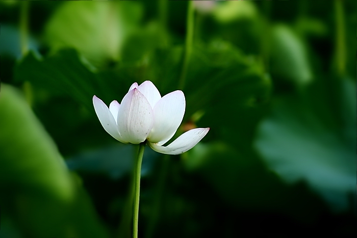 夏日·荷花 摄影 我摄我思