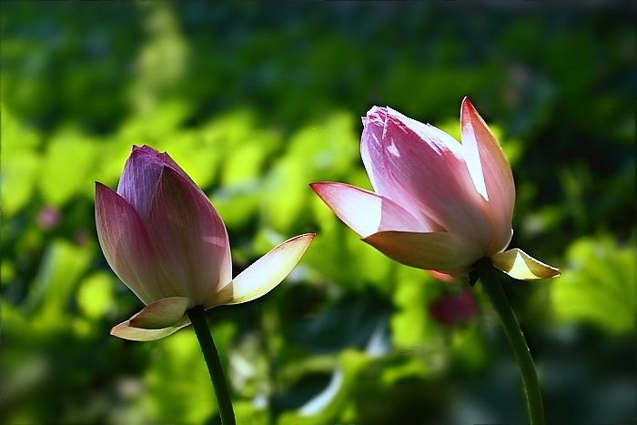 夏日·荷花 摄影 我摄我思