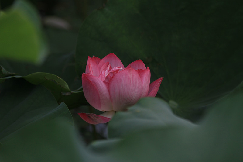 莲花池公园荷花 摄影 飞鱼sx4