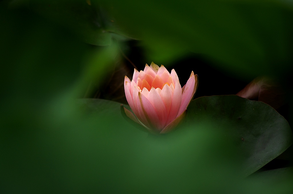 莲花 摄影 心有芊芊