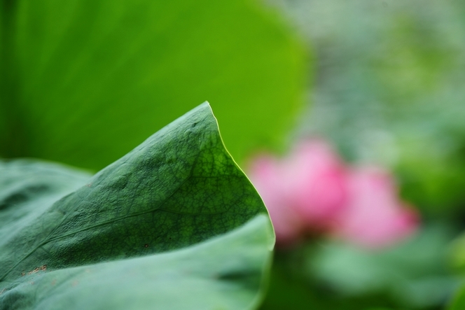 荷 摄影 千里清秋