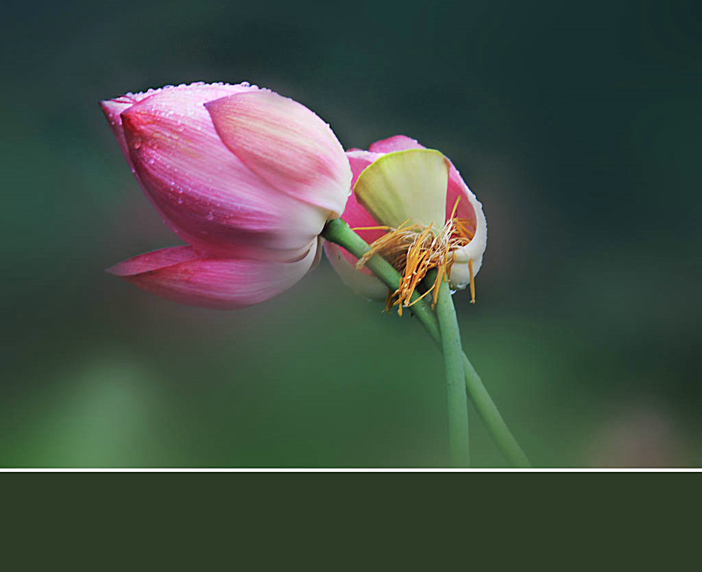 雨殇 摄影 一线蓝光