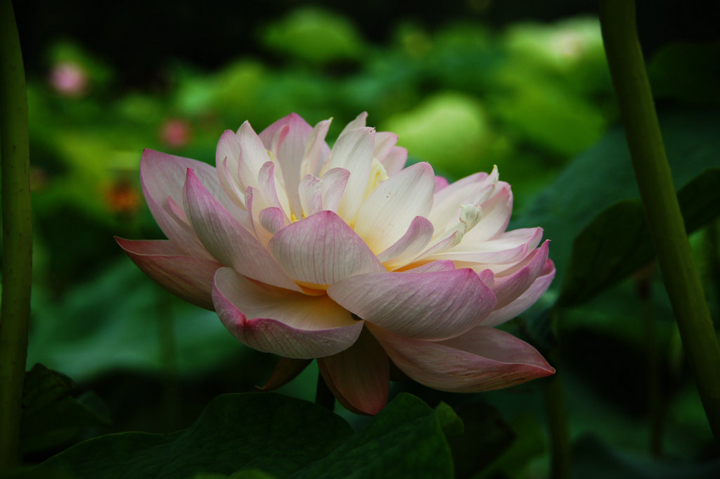 2011武汉东湖荷花节（10） 摄影 haihongsy