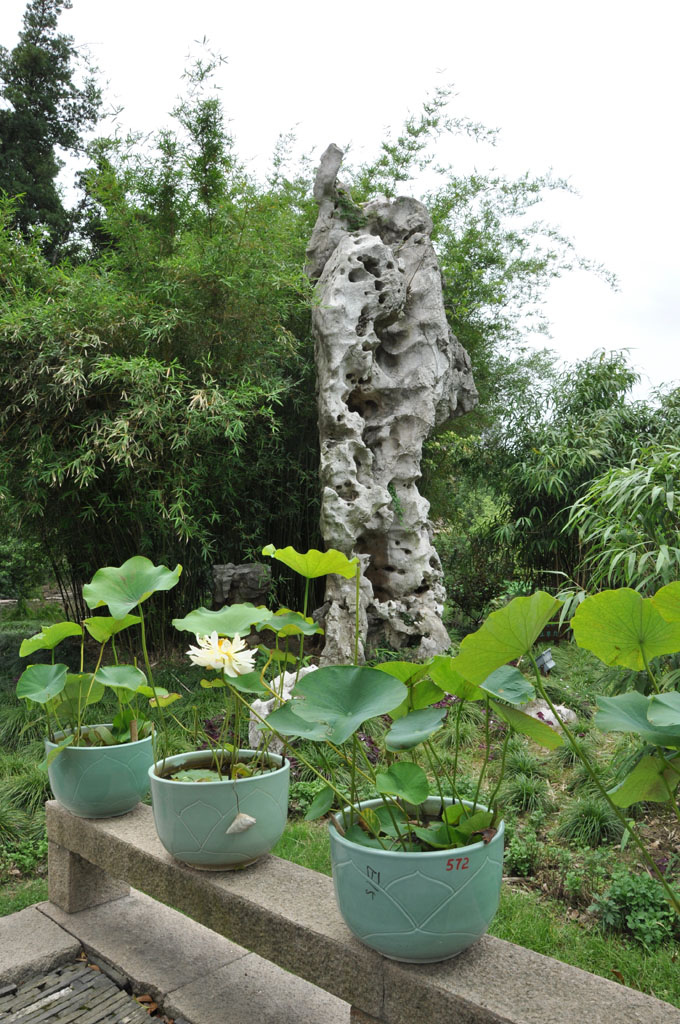 相衬 摄影 大鹏金嘴鸟