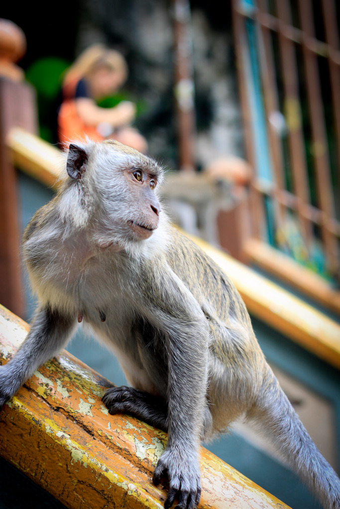 A stare of the monkey 摄影 虎崽