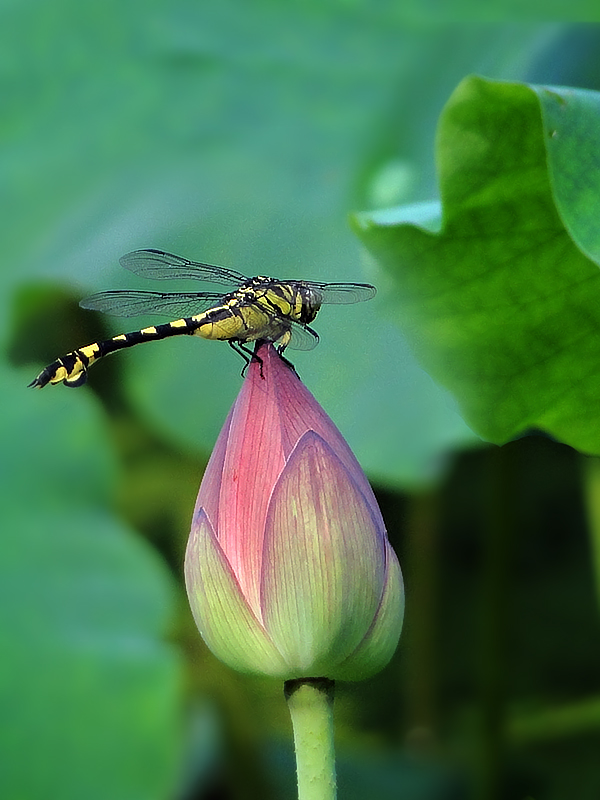 蜻蜓 摄影 怀能