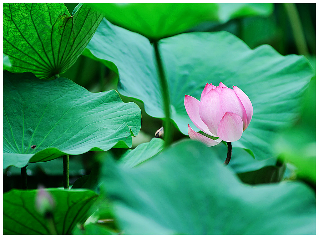 荷花 摄影 九十度