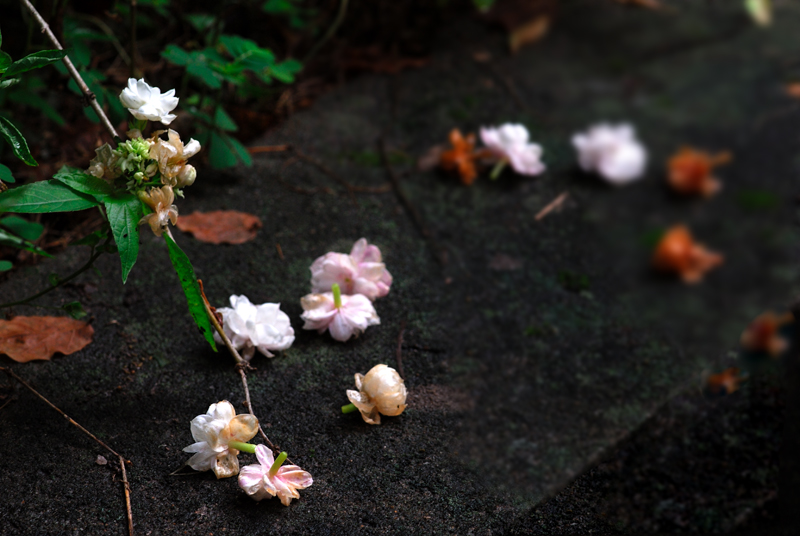 雨后茉莉---花开花谢 摄影 青笠