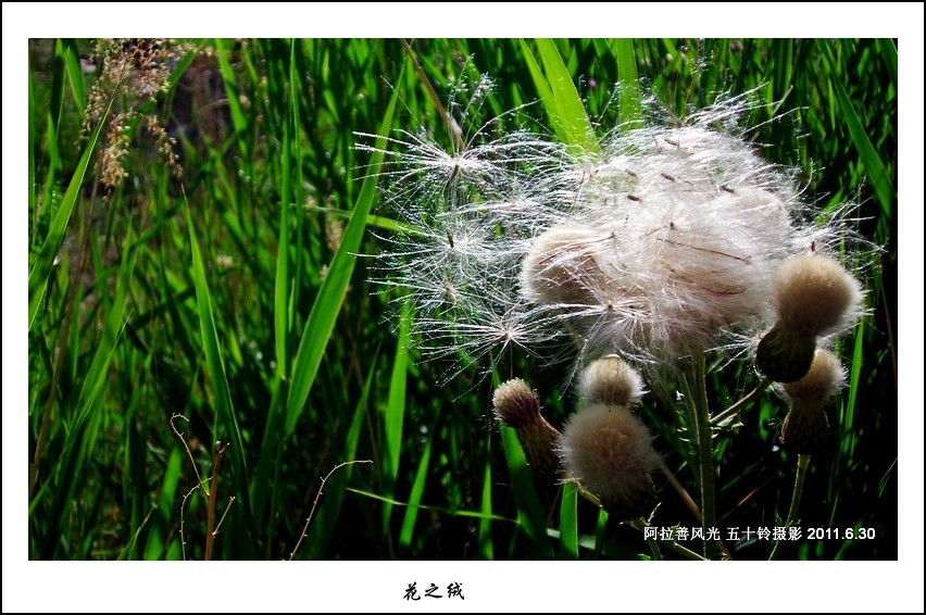 欲飞的花绒 摄影 五十铃