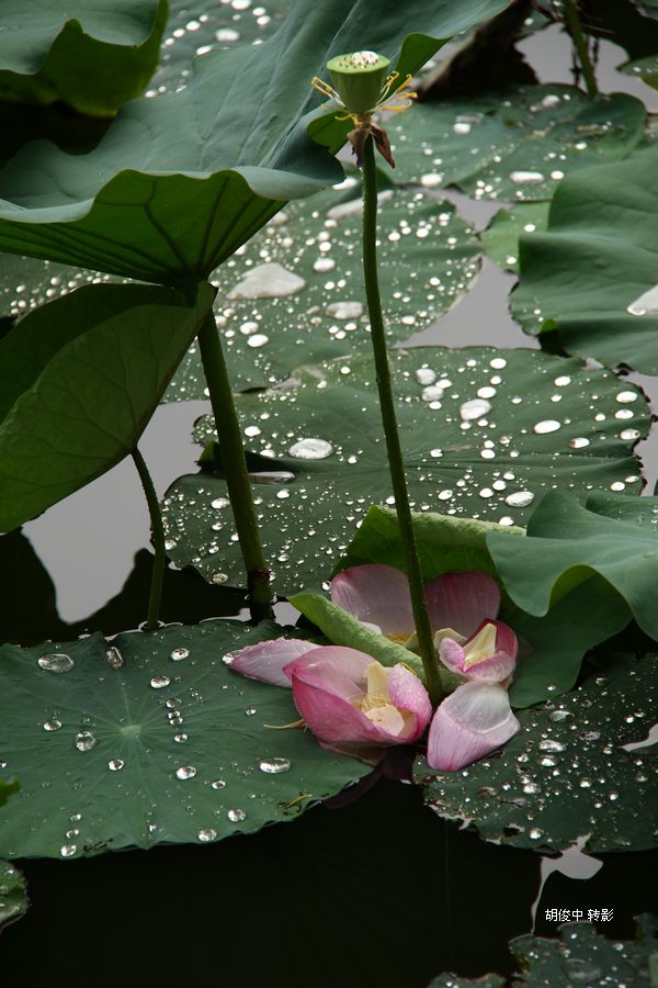 雨果 摄影 胡俊中