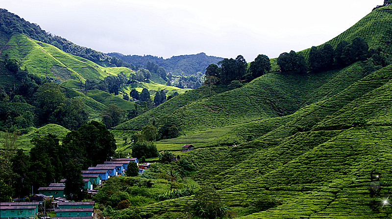 茶园山 摄影 白毅玄