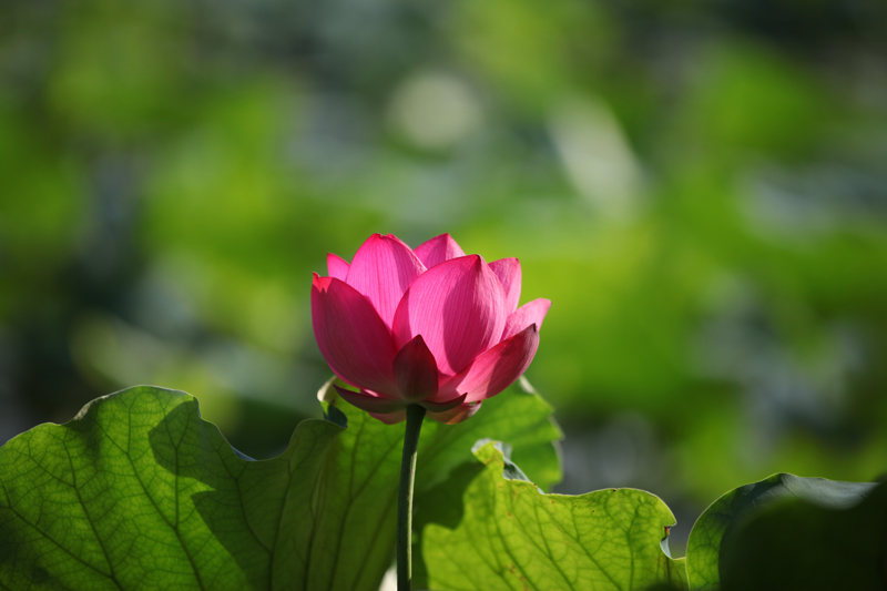 西湖荷花 摄影 阳光哥