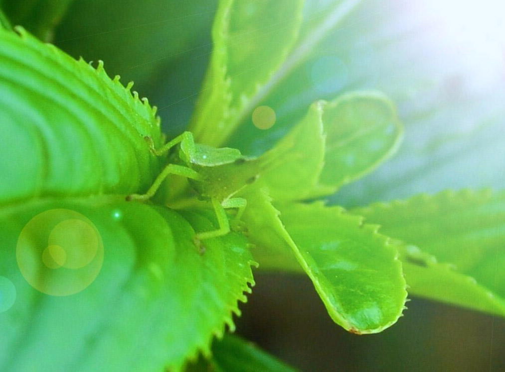 蚱蜢 摄影 漂流的木头