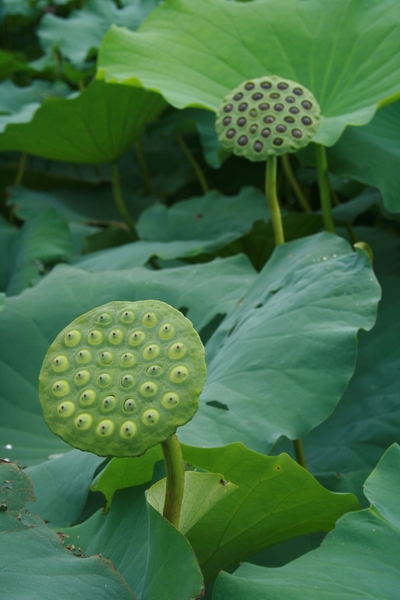 qshi 摄影 马富芝