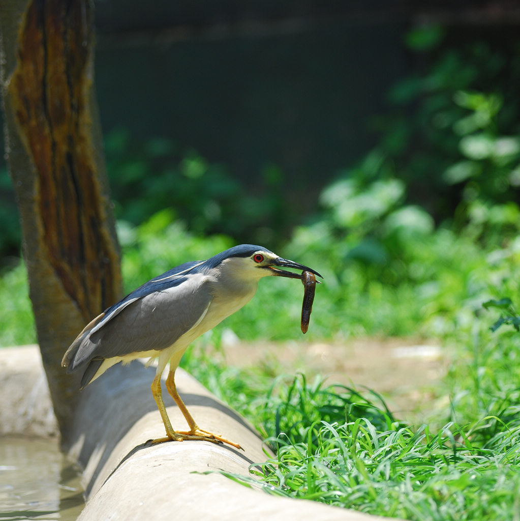 D80+尼康300F2.8试用样片 摄影 NH5