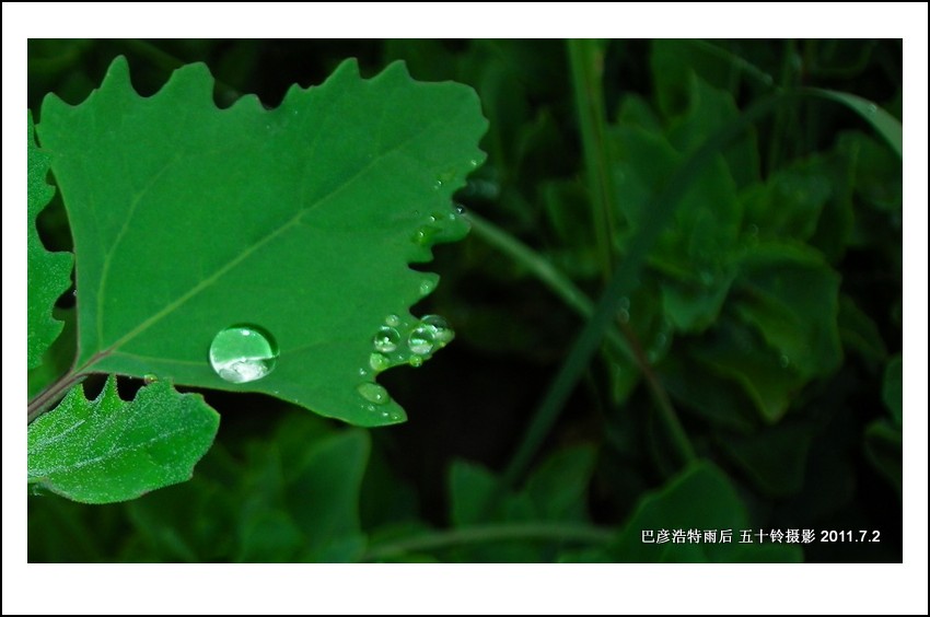 野草上的雨滴 摄影 五十铃