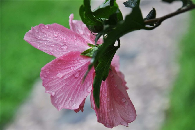 雨中的温柔 摄影 yenxia